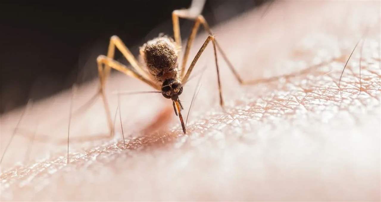 4 ألوان "تجذب" البعوض.. لا ترتديها في الصيف