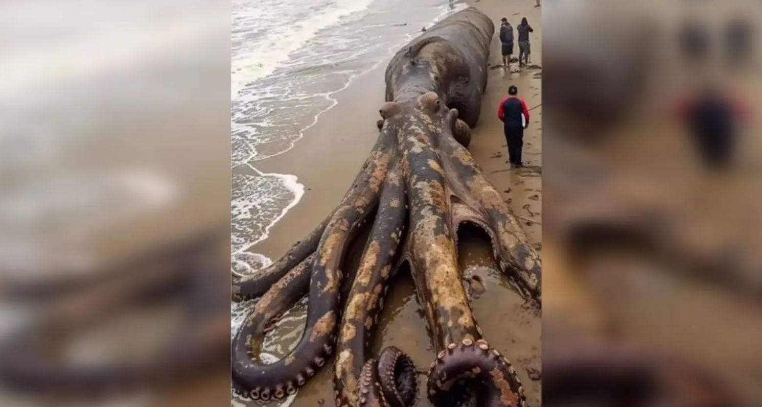 "أخطبوط عملاق" يفترش شاطئ هذا البلد! 