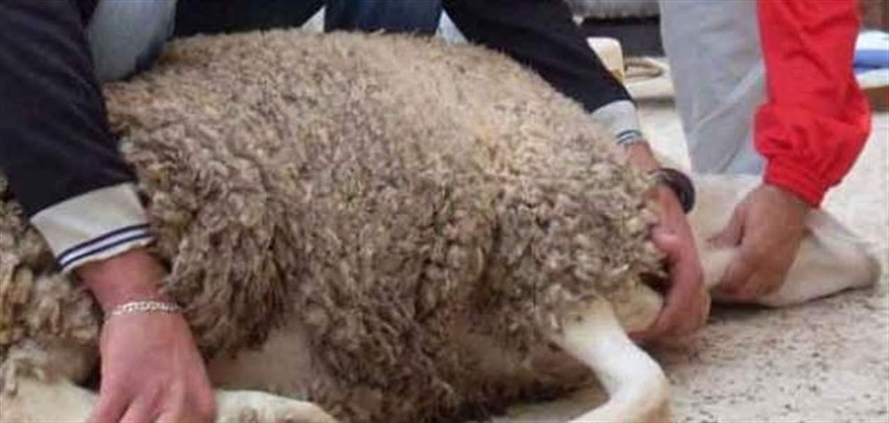 "العيد إنقلب حزناً" ... كبش ينطح فتى ويرديه قتيلاً