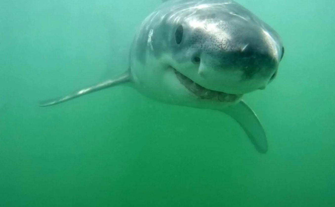 بالصور - حتى أسماك القرش "تضحك"