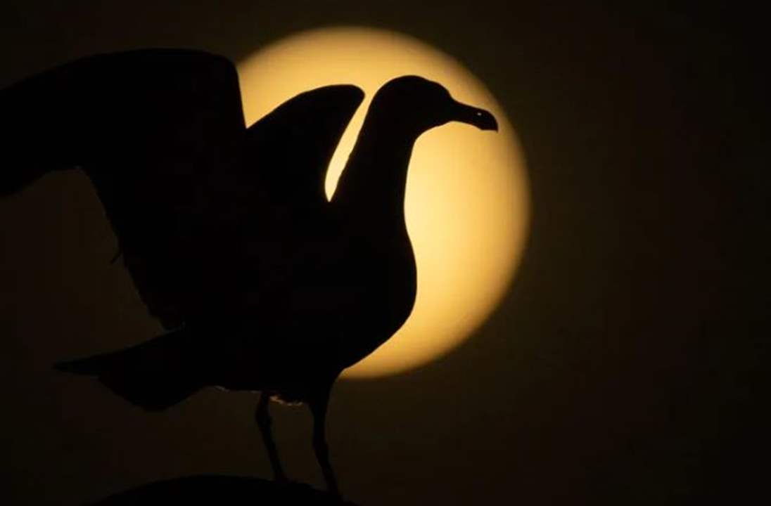 بالصور - "قمر الفراولة" يضيء سماء العالم