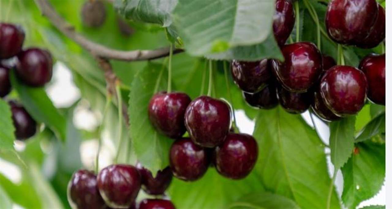 Черешня самоплодная. Черешня зюбарова. Черешня какую лучше посадить. Черешня овстуженка. Черешня народная сюбаровой.