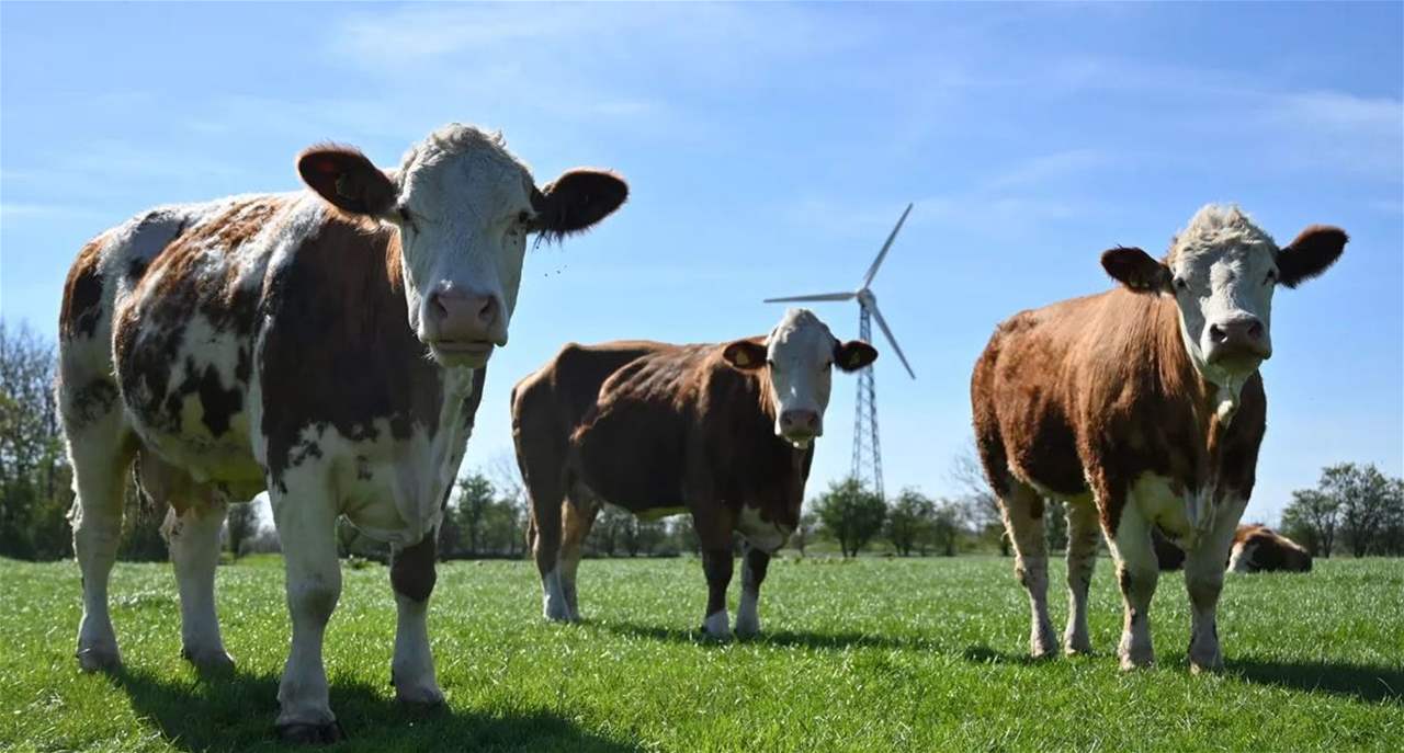 100 دولار ضريبة على كل بقرة في هذه الدولة