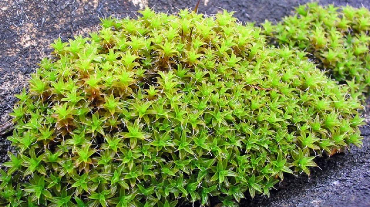 اكتشاف نباتات يمكن ان تنمو على المريخ