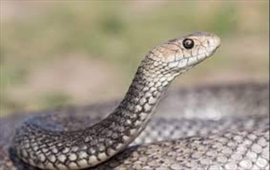 بالفيديو - بعد ساعة من فقدانها.. عُثر عليها في بطن ثُعبان! 