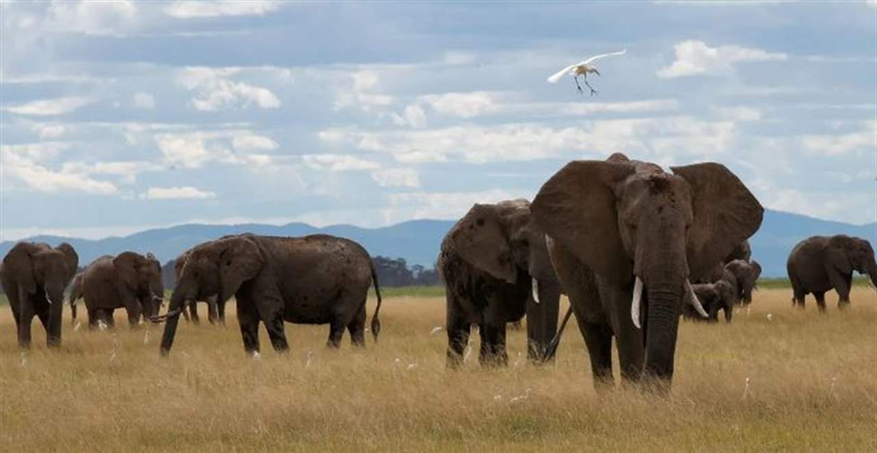  "سائح" قُتل تحت أقدام "فيل"! 