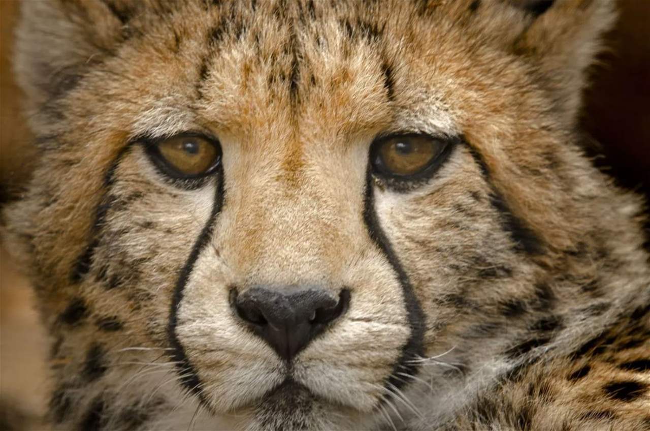 فيديو - بعد إنقراضه 40 عاماً.. "الفهد الصياد" يعود الى السعودية