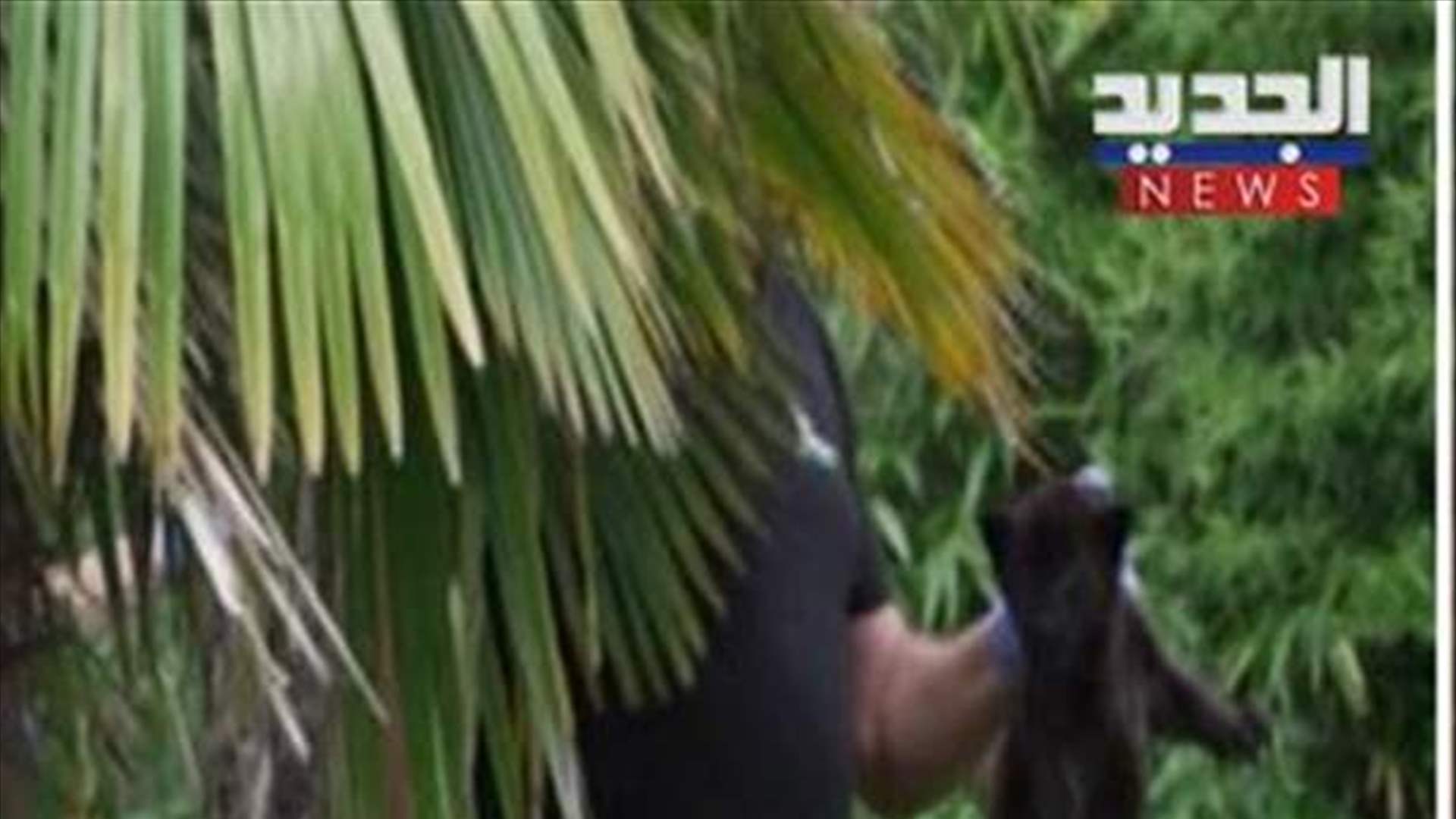 بالفيديو - ولادة شبل "جاكوار" المهدد بالإنقراض