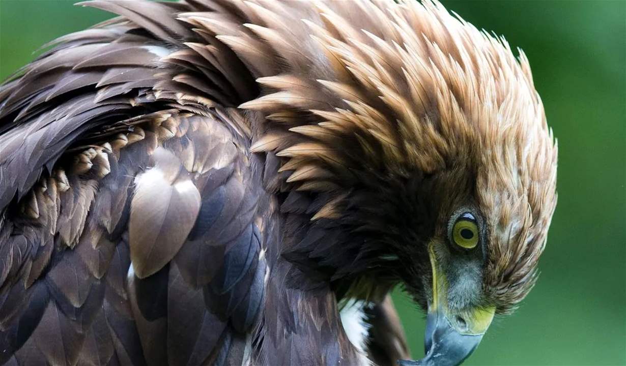 نسر "غير طبيعي" يهاجم طفلة في النرويج