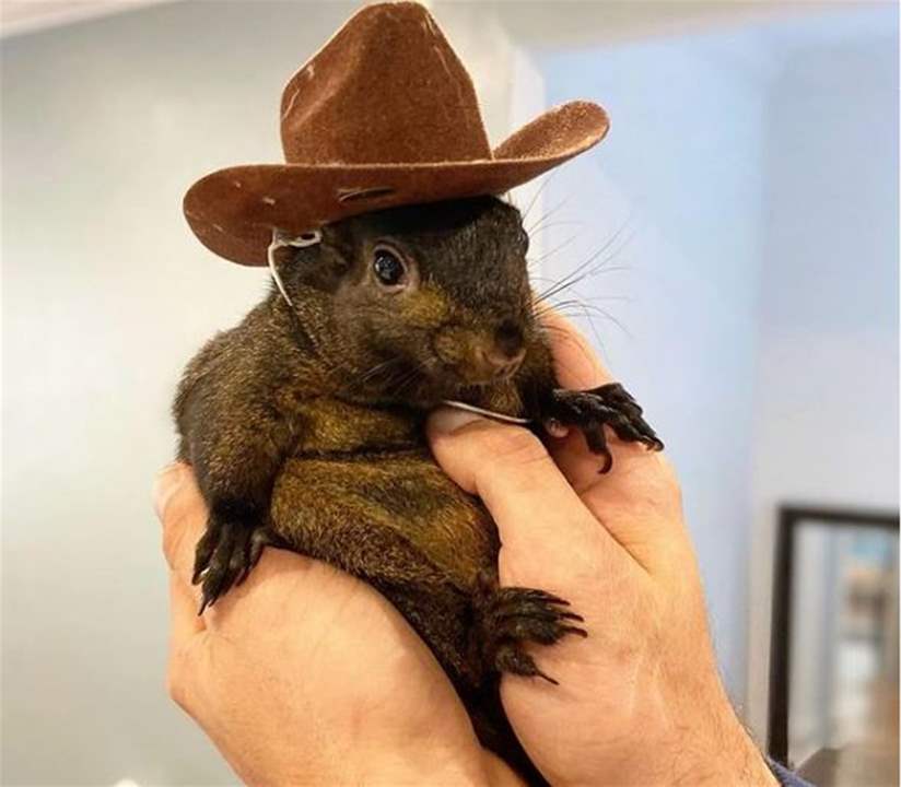 بعد مصادرته وقتله.. هل يحسم السنجاب  "Peanut" ‏الإنتخابات الأميركية؟