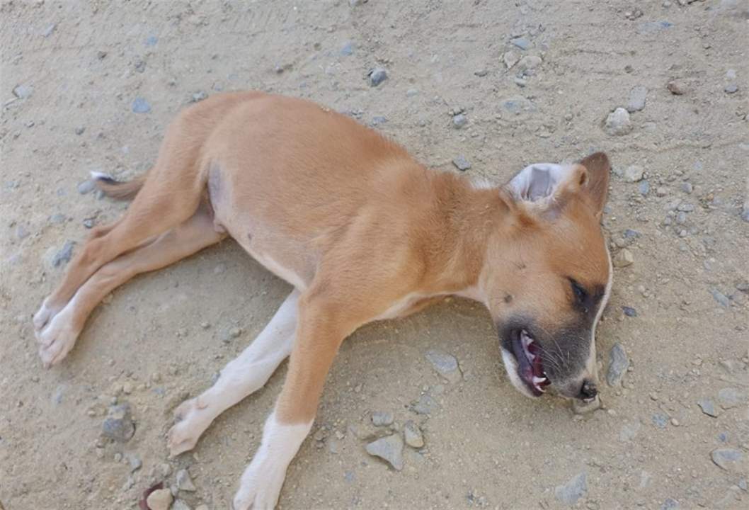 توضيح من بلدية بيروت حول جريمة تسميم الكلاب.. ماذا في تفاصيله؟ 