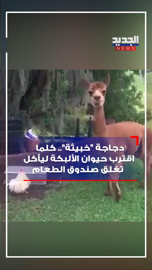 دجاجة &quot;خبيثة&quot; (فيديو)