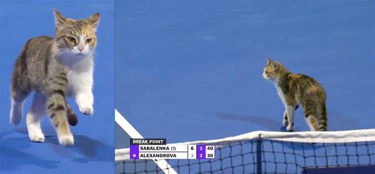 فيديو - القطُة تخطف الأضواء من اللاعبات في تنس الدوحة 