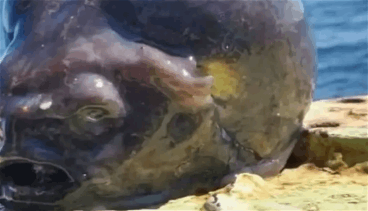 مخلوق غريب ينتشله صياد من البحر.. يشبه &quot;الدماغ&quot;! (فيديو)