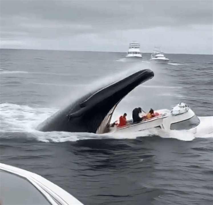 حوت يبتلع قارباً يحمل عدداً من الاشخاص..ما حقيقة الفيديو؟