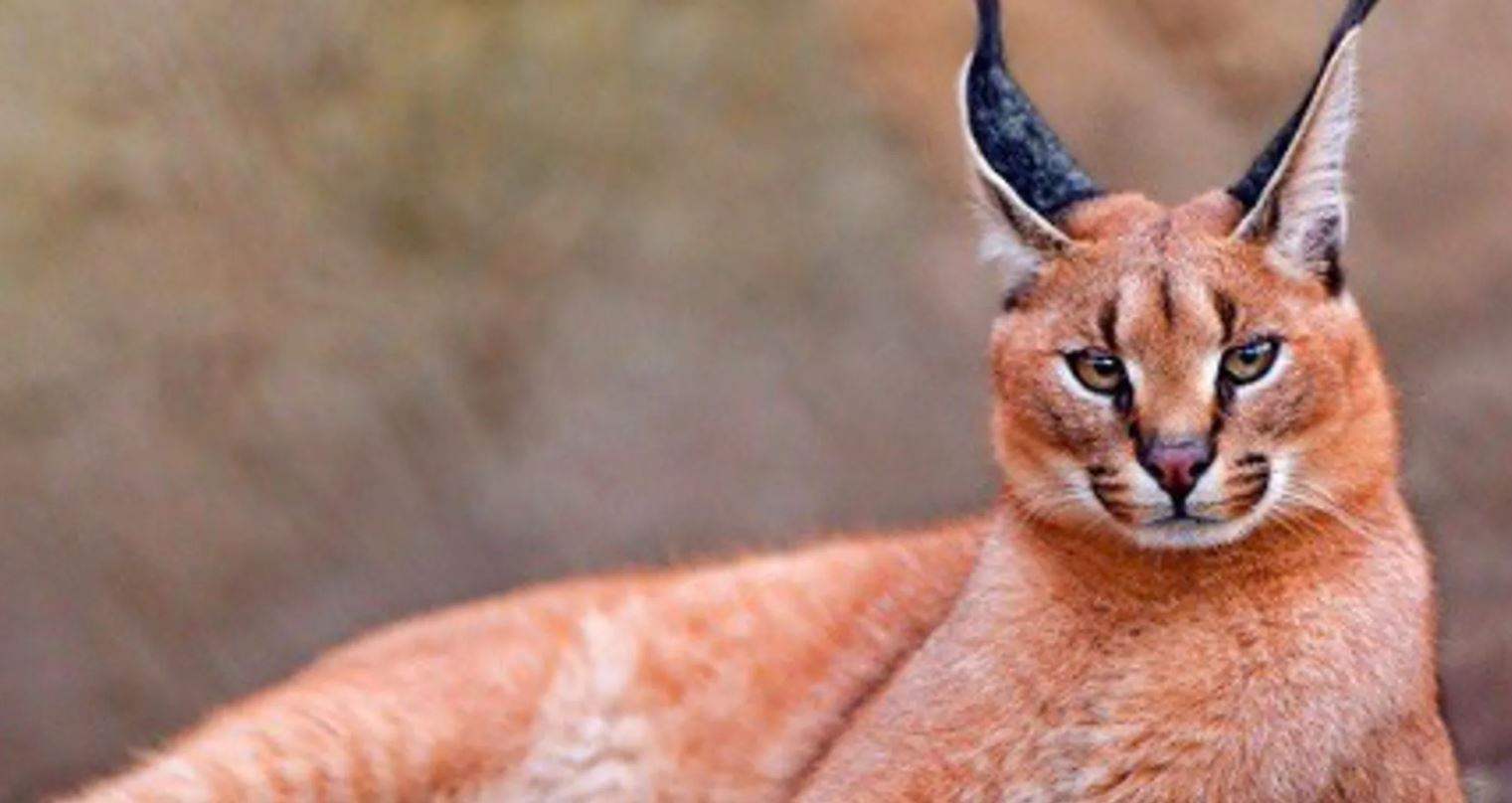 &quot;حيوان&quot; هاجم قاعدة إسرائيلية.. والسلطات تفتح تحقيقاً! 