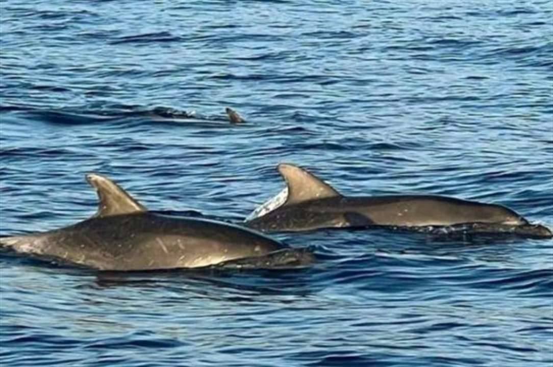 بالفيديو.. دولفين نافق على شاطئ جبيل