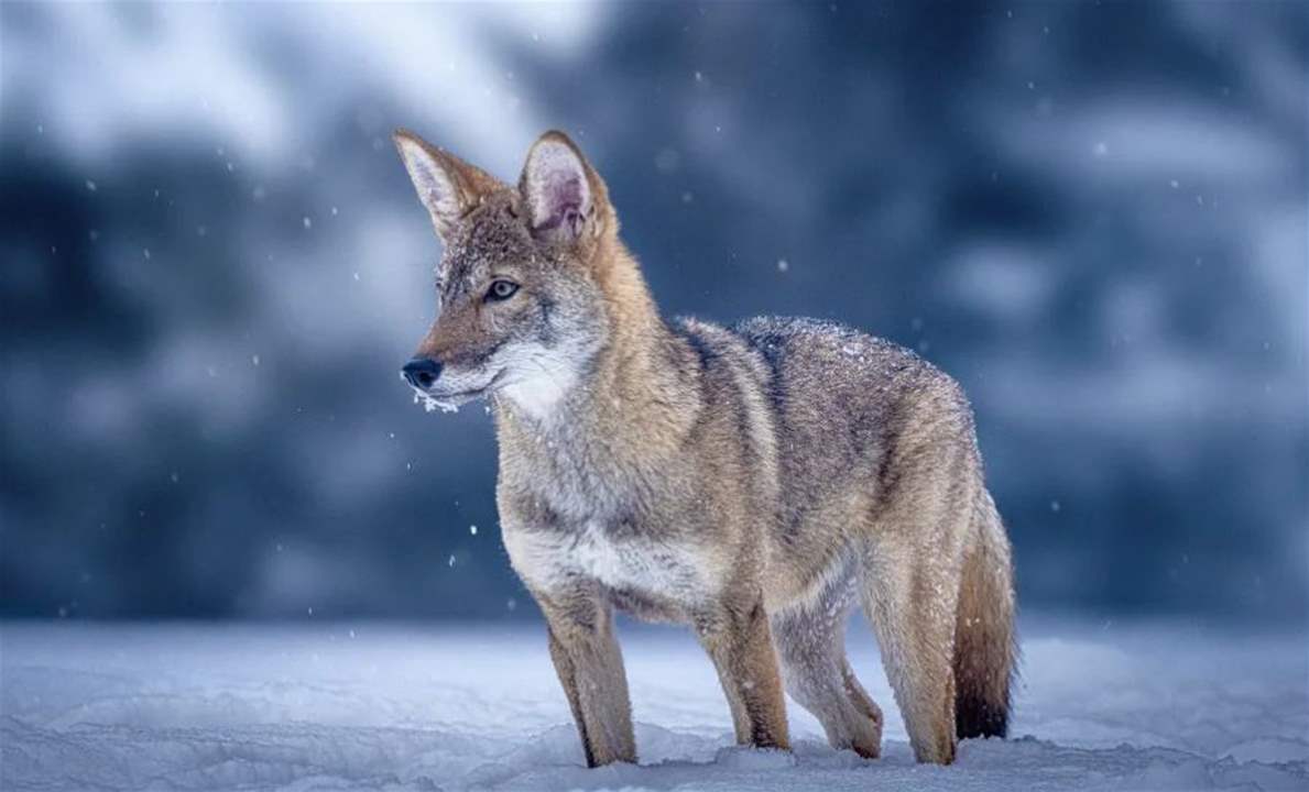 عادت من &quot;صراع العروش&quot;.. الذئاب الرهيبة المنقرضة تظهر مجدداً