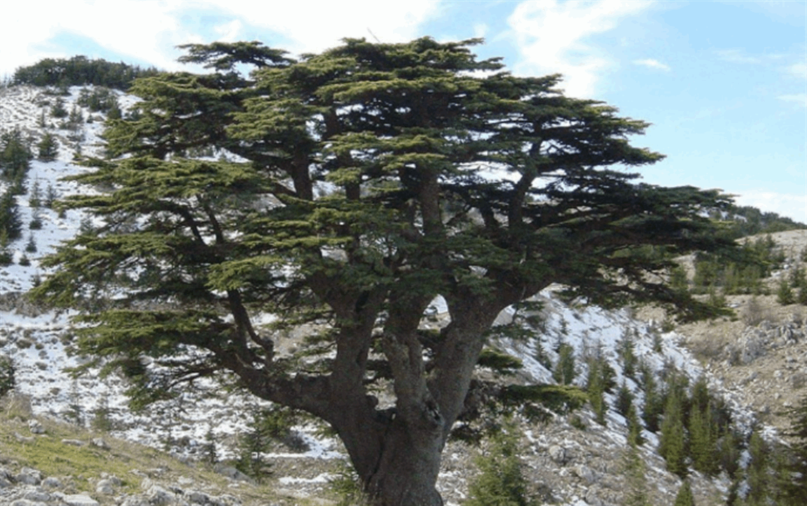 في غابة فرنسية.. زرع 3 شجرات أرز لبنانية