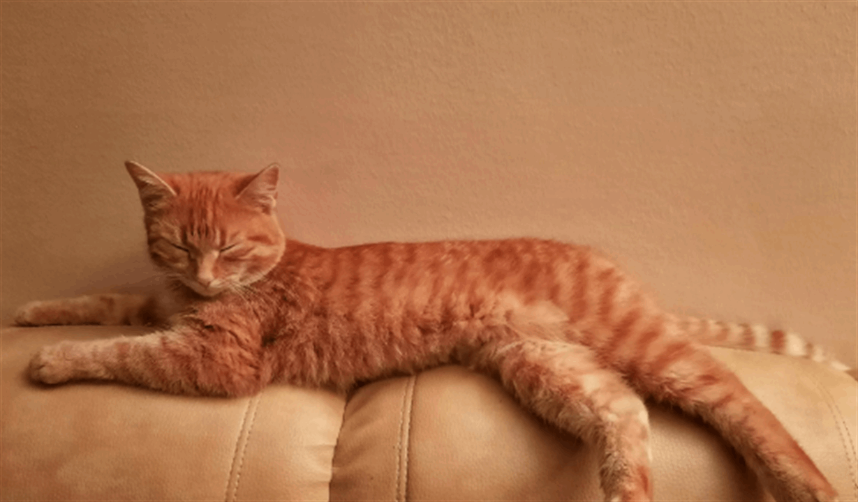 بعد 6 عقود من البحث.. القطط البرتقالية تكشف سرّها!