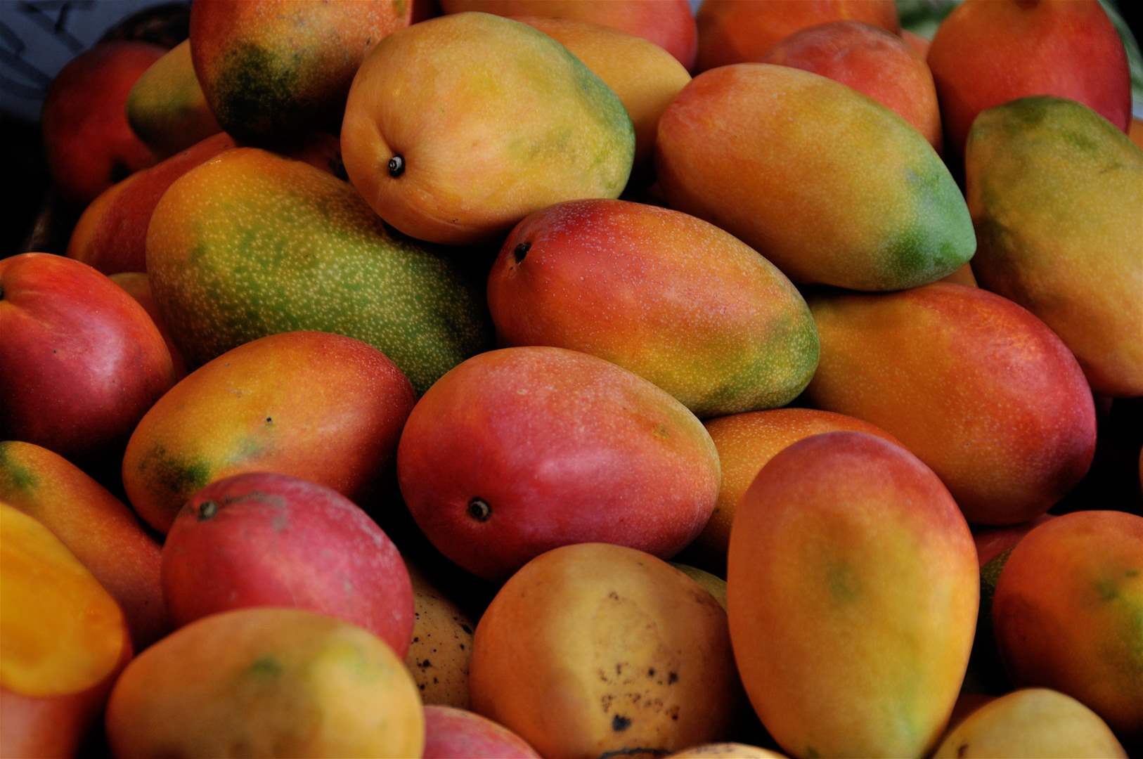 &quot;مانغا وتفاح&quot;... وعملية تهريب!