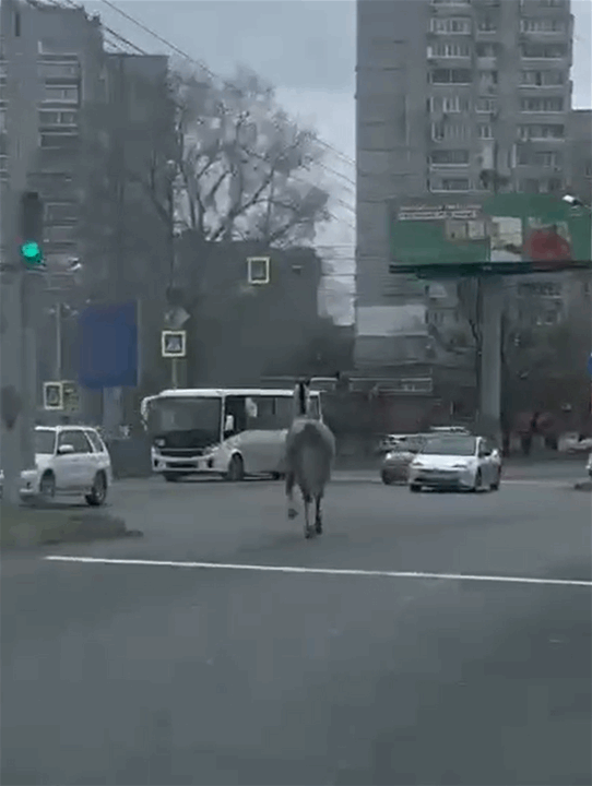 حصان هارب يتسبب بحادث (فيديو) 