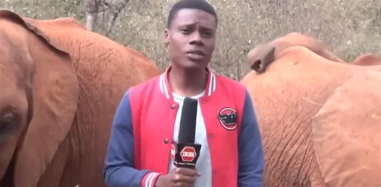 عندما يتدخل الفيل في البث المباشر (فيديو)  