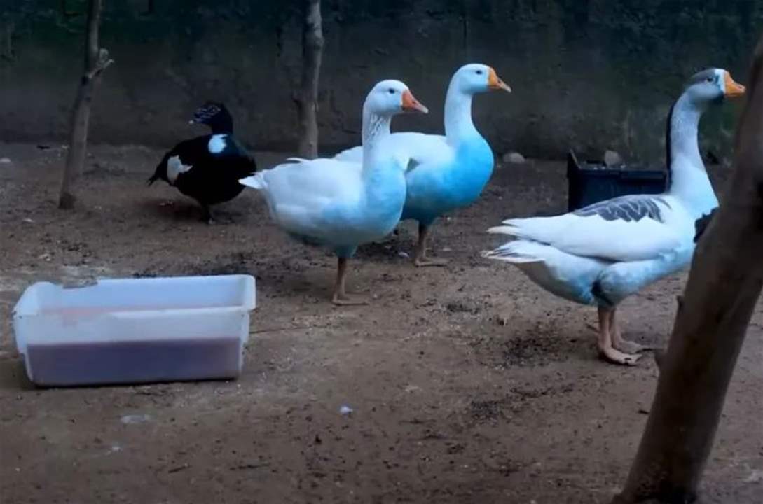 بط ملطخٌ باللون الأزرق.. والسلطات تفتح تحقيقاً