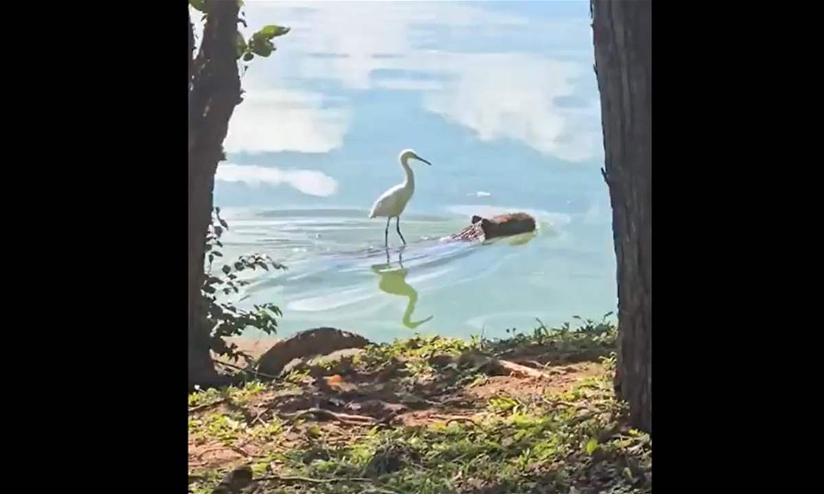 فيديو - مالك الحزين يرتقي رأس التمساح في مشهد فيروسي