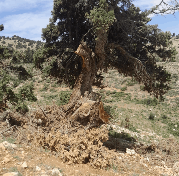 مجزرة بيئية في جرد حربتا... والأهالي يناشدون وزارة الزراعة