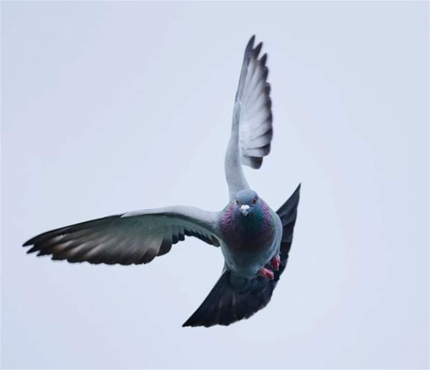 بالفيديو: "حمامة" داخل الطائرة! 