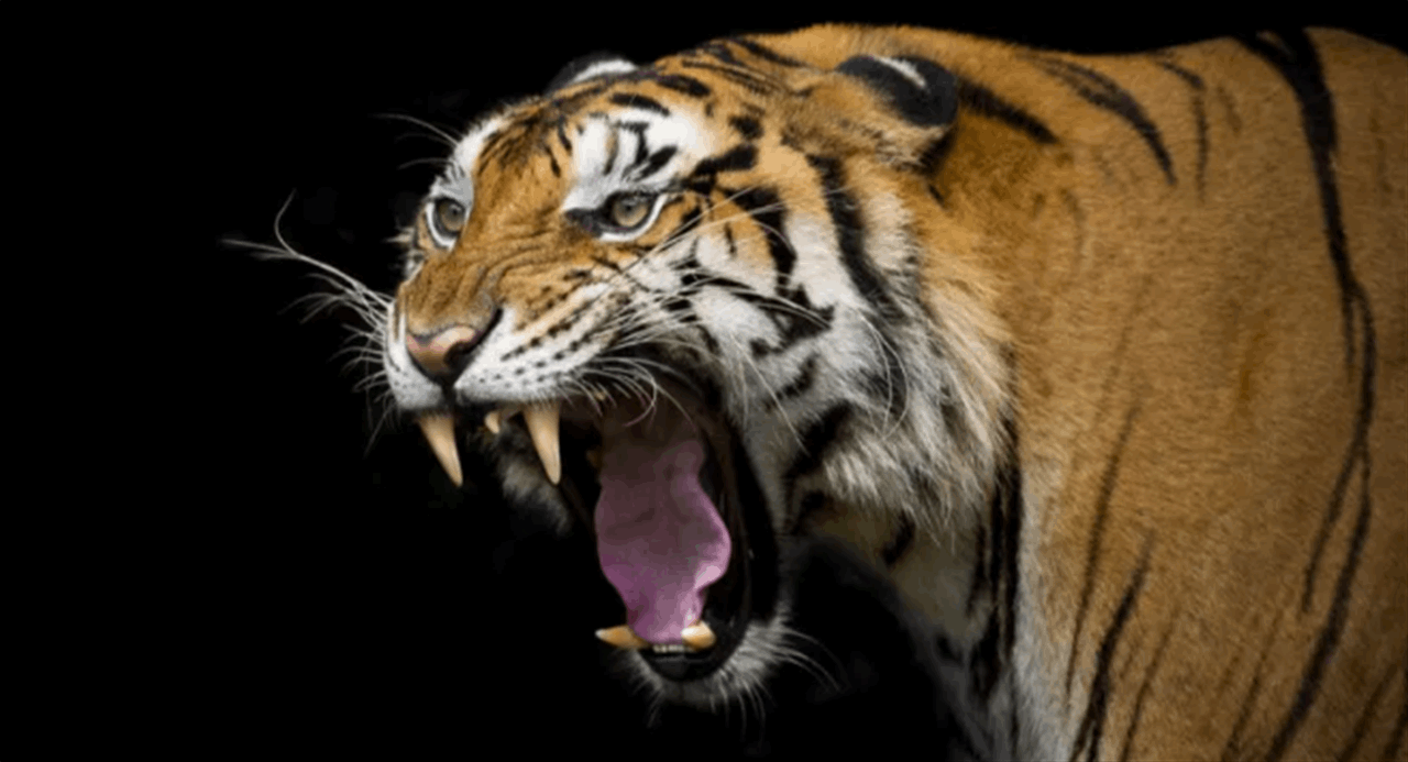 سيلفي مميت.. نمر ينقض على سائح في تايلاند! (شاهد الفيديو) 