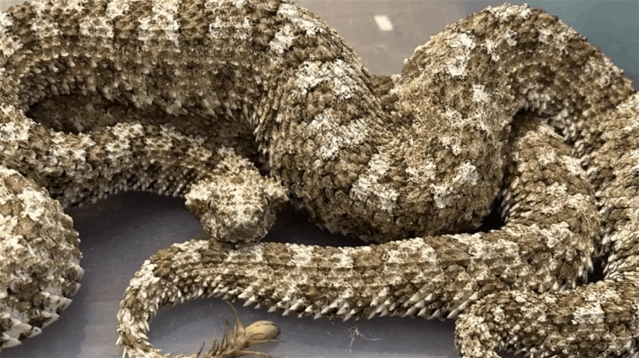 تهريب من نوع آخر... أفاعٍ وسلاحف داخل حقائب مسافر!