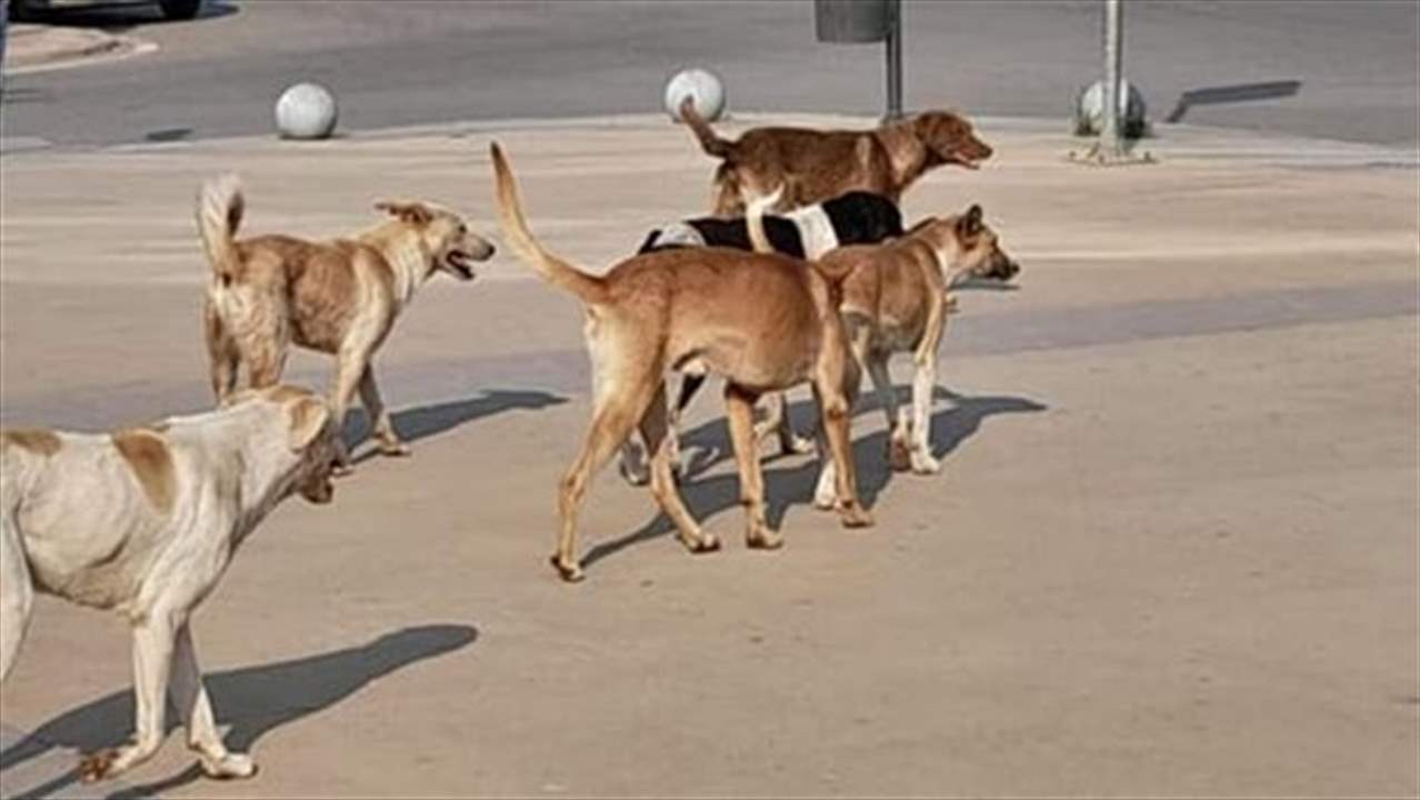 في صيدا وأثناء ممارستها الرياضة.. هاجمتها كلاب شاردة! 