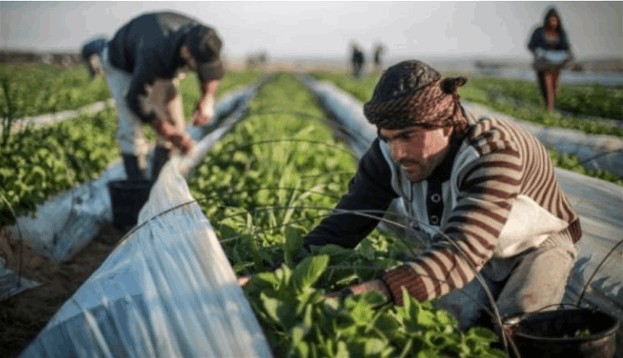 الزراعة تطلق مهرجانات الصيف لدعم المزارعين