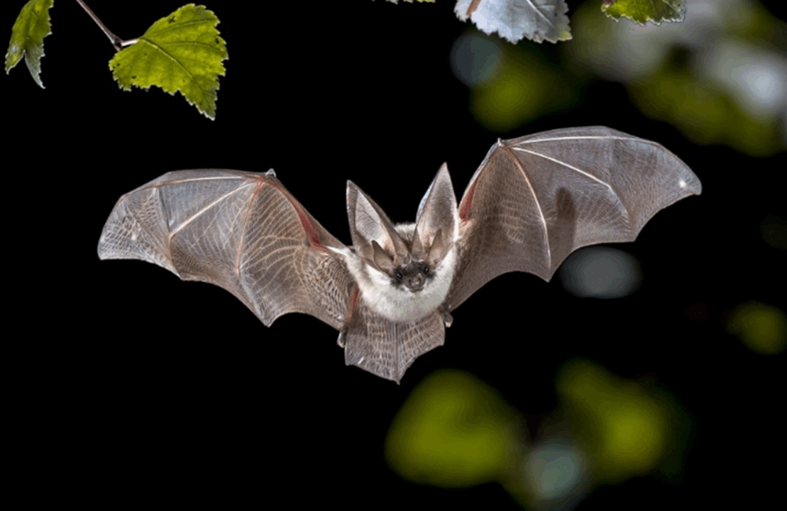 أكثر خطراً من كورونا.. علماء يرصدون فيروسات جديدة في الخفافيش