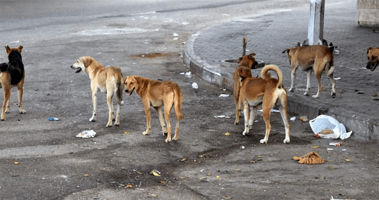 خطة جديدة للبلديات لمعالجة الكلاب الشاردة