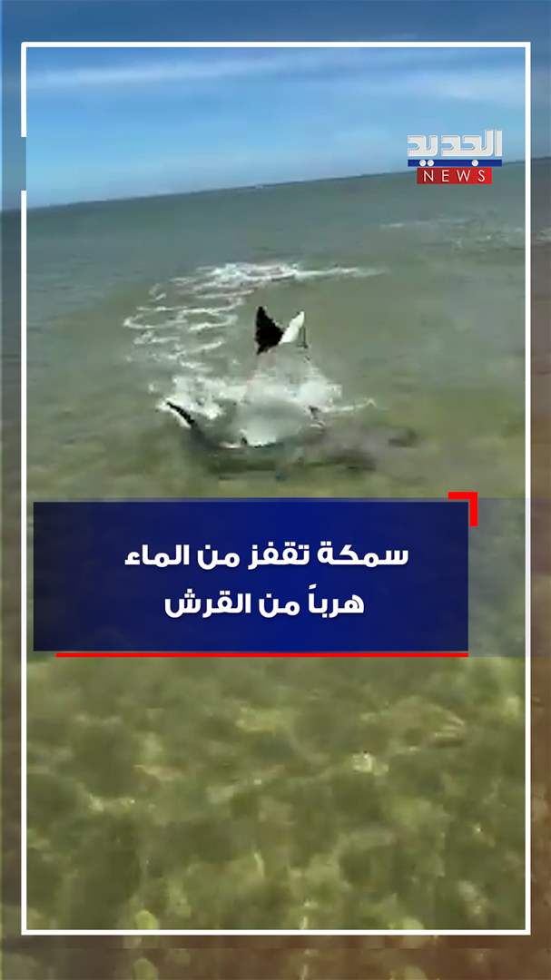 سمكة تقفز من الماء هربًا من قرش المطرقة (فيديو) 