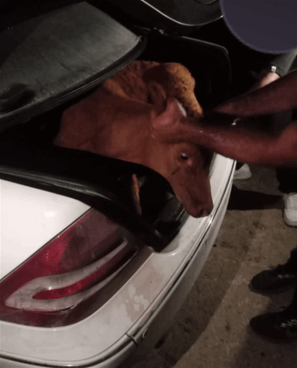 بالفيديو.. أبقار إسرائيلية في جنوب لبنان!