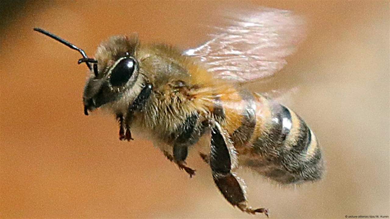 الصين تخترع نحلا آليا (فيديو) 