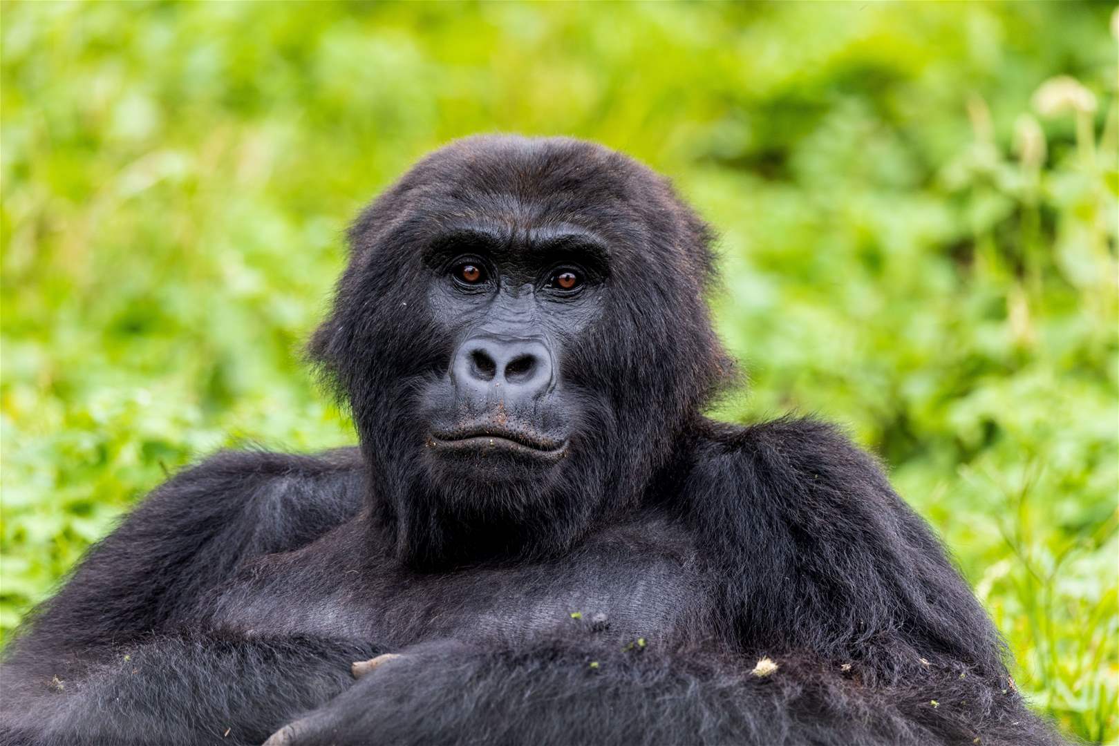 بالفيديو: غوريلا ولّع نار الغيرة بلمسة!