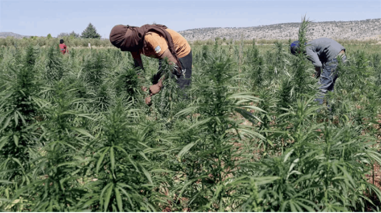 بالفيديو - الحشيشة في لبنان.. هيا بنا نزرع "لأغراض طبية" 