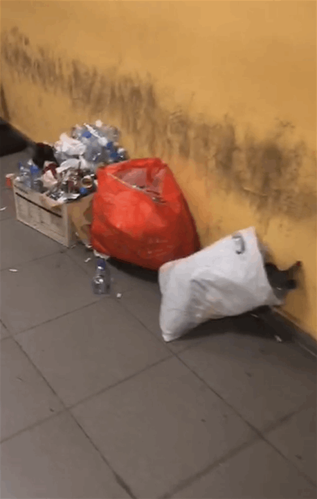 في طرابلس.. العدالة محاصرة بالنفايات(شاهد الفيديو) 