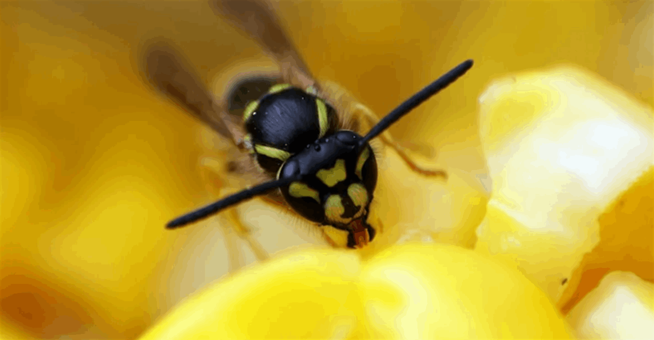 &quot;دبور جوهري&quot;.. يحمي من الشيخوخة؟ 