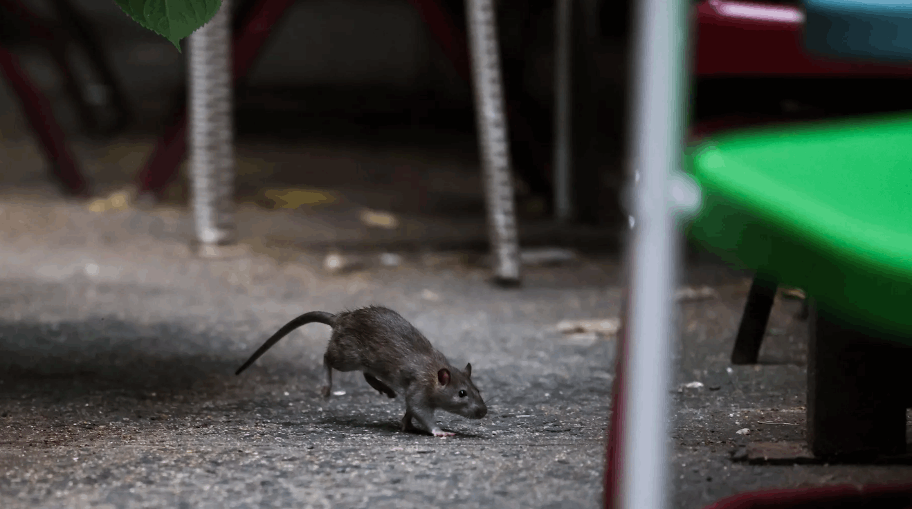 حرب على الجرذان!