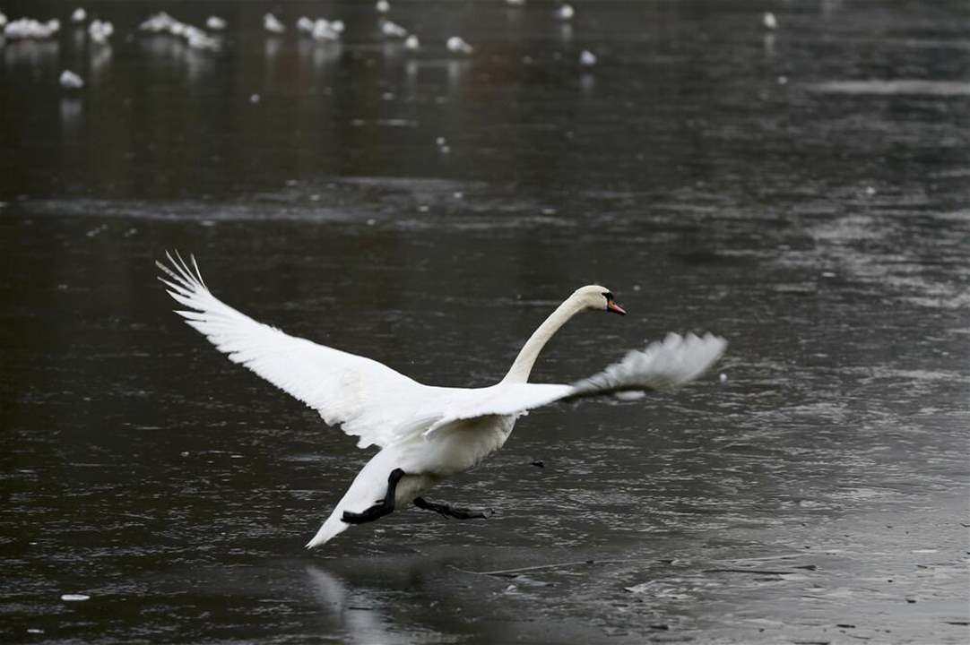 بالفيديو: بجعة تحط في مسبح أحد منتجعات طبرجا! 