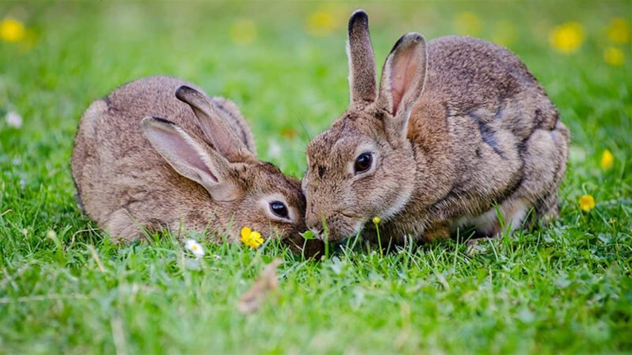 أرانب.. تُثير الذعر! 