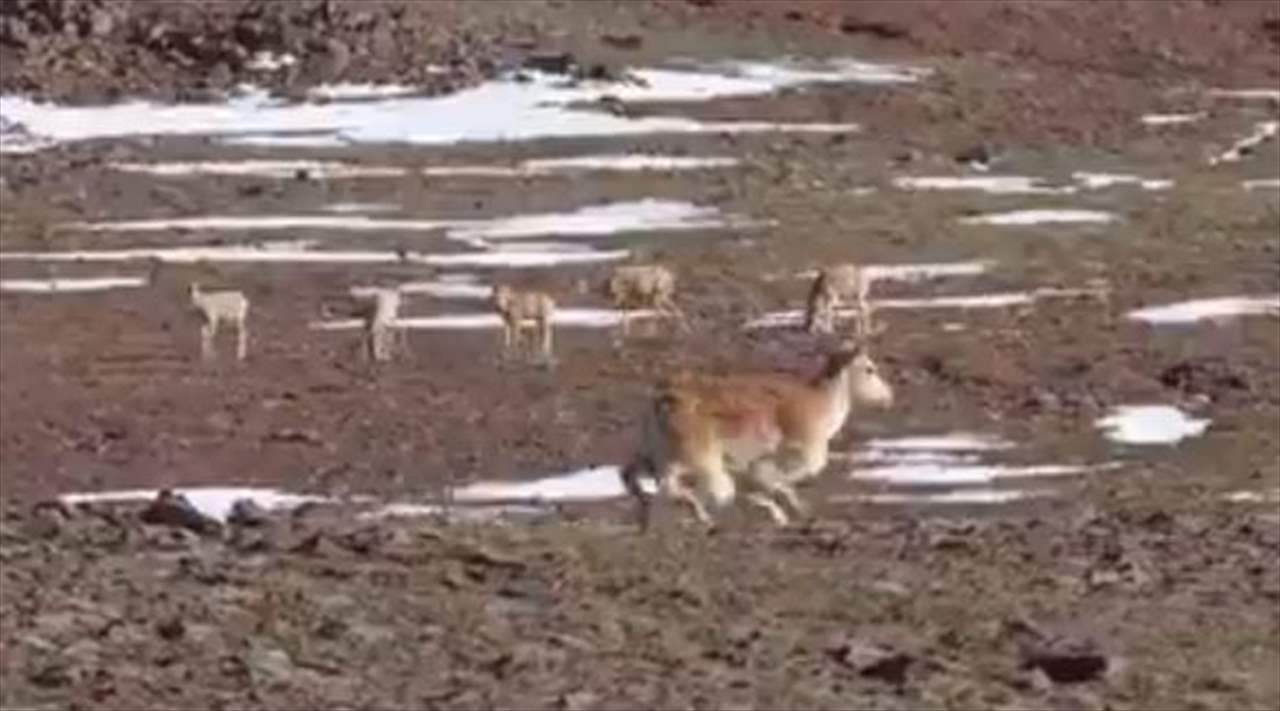 &quot;حيوان&quot; روبوت.. لمراقبة البيئة