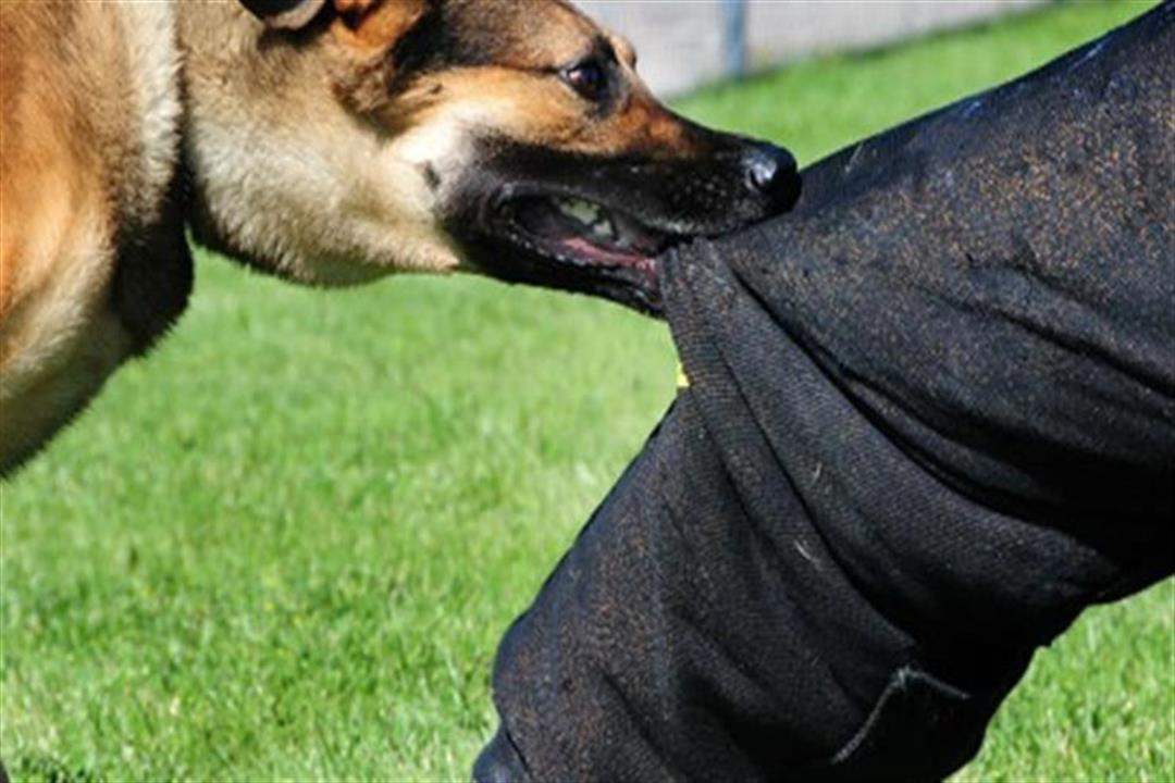 كلب يعضّ وزيرًا