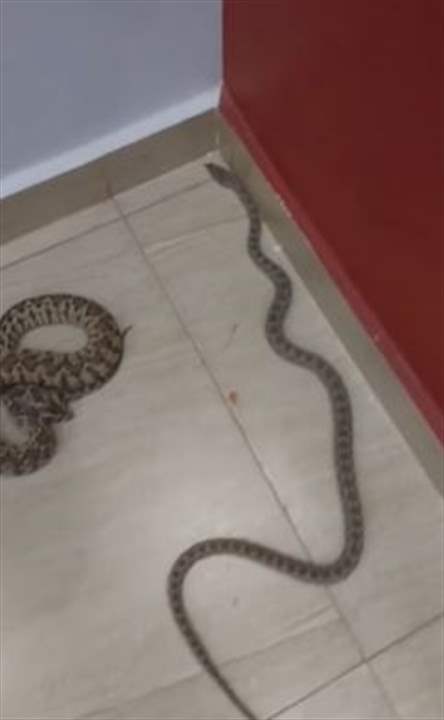 في لبنان أفعتان شهيرتان.. احذرهما!